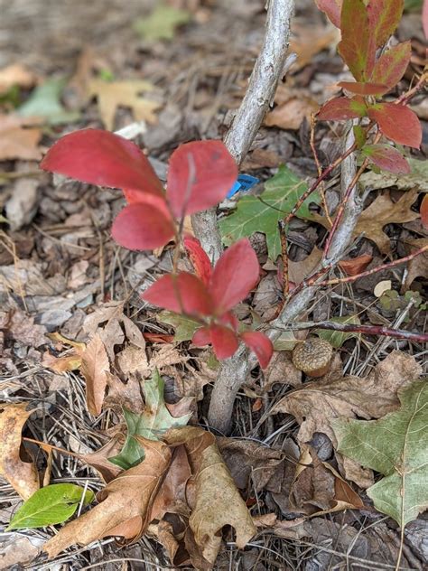 Rabbiteye Blueberry Vaccinium Virgatum North Carolina Extension