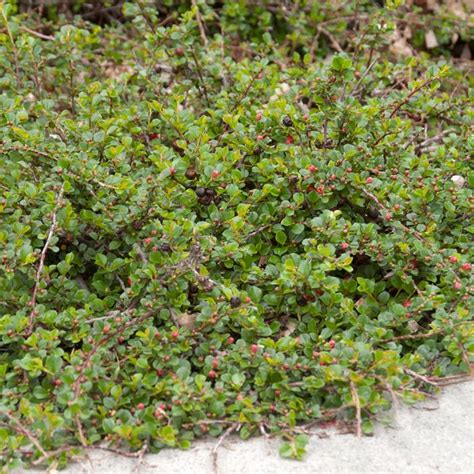 Cranberry Cotoneaster | Sooner Plant Farm