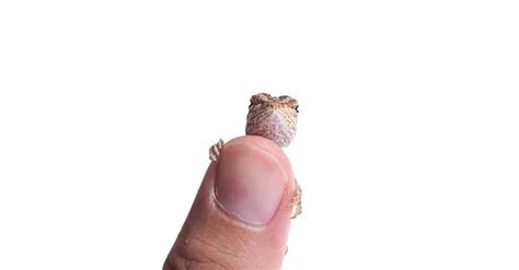 Whats A Baby Lizard Called 4 More Amazing Facts A Z Animals