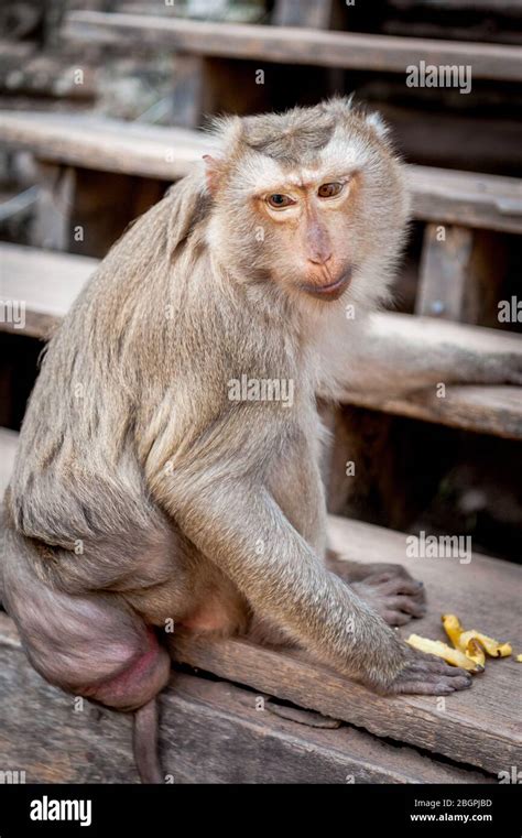 Cambodia Monkeys Hi Res Stock Photography And Images Alamy