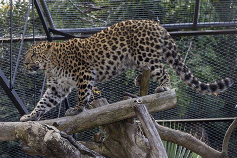 Amur Leopard There Are 300 Amur Leopards In Zoos In Europe Flickr