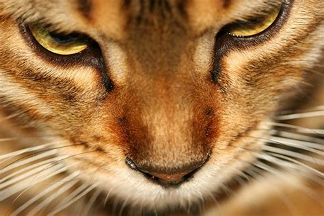 Nose And Sinus Inflammation In Cats Symptoms Causes Diagnosis