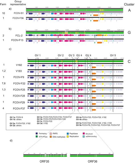 Nucleotide Alignments Of Genetically Different Phages Infecting