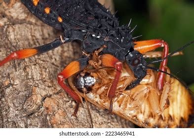 Cockroach Nymph: Over 162 Royalty-Free Licensable Stock Photos | Shutterstock