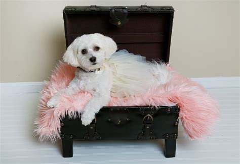 The 117 Most Popular Havanese Names | The Dog People by Rover.com