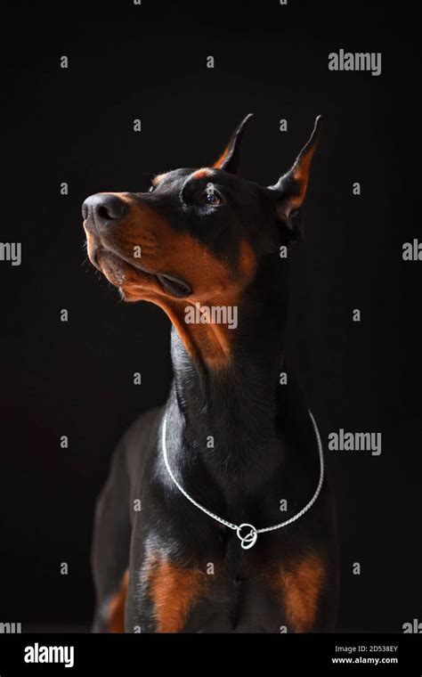 Doberman Hi Res Stock Photography And Images Alamy