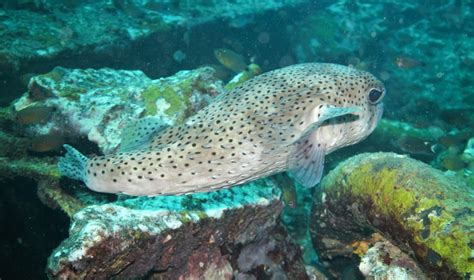 Spot Fin Porcupinefish Diodon Hystrix Marine Life Liveaboard Diving