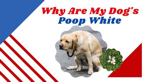 Why Is My Dogs Poop White Great Pet Care Youtube