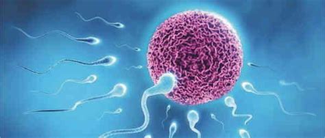 Azoospermia Causes And Treatments