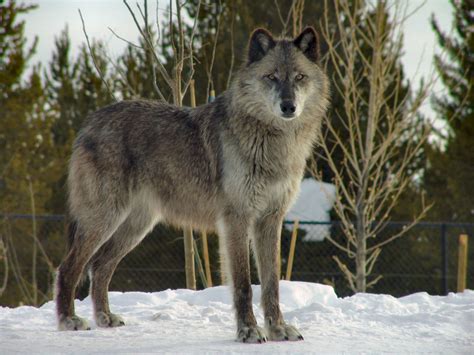 Conservation - The Wolves of Yellowstone Park: | Young People's Trust ...