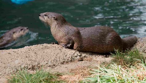 Fun North American River Otter Facts For Kids | Kidadl