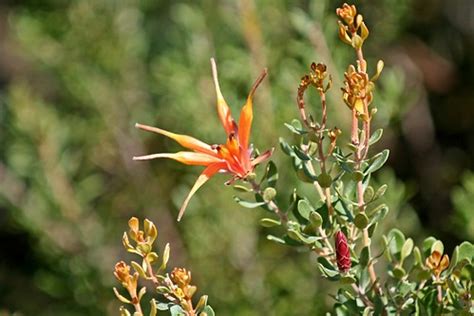 Fitzgerald River National Park Orange Wildflower Flickr