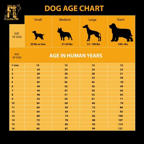 Dog Years To Human Years Its Not 7 Years To 1 Year