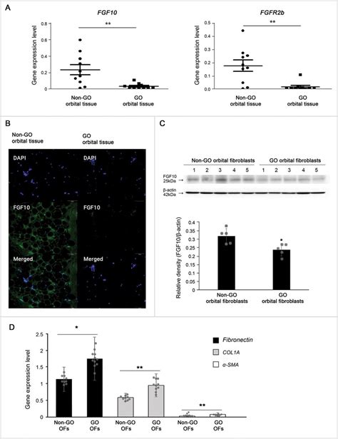 Expression Of Fibroblast Growth Factor 10 FGF10 In Graves 0