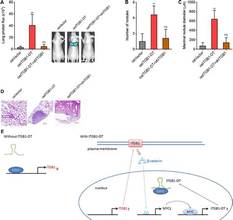 Frontiers Itgb1 Dt Facilitates Lung Adenocarcinoma Progression Via