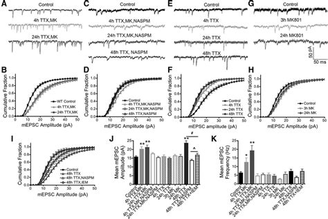 Homeostatic synaptic potentiation requires synaptic recruitment of ... 