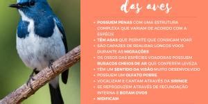 Tipos de PATAS de AVES Classificação nomes e funções