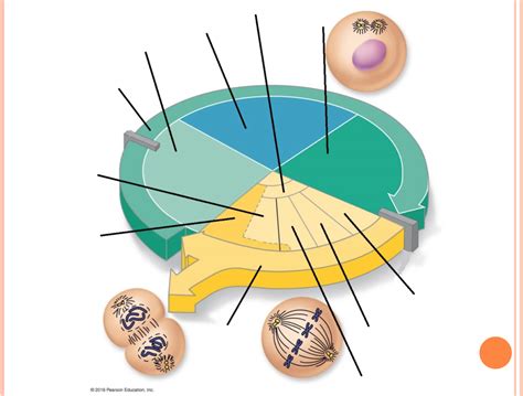 Cell Cycle Diagram Diagram | Quizlet