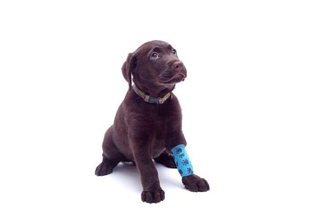 70 Dog With Bandaged Broken Leg Stock Photos Pictures And Royalty Free