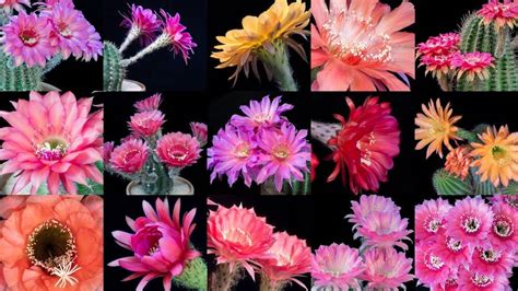 Gorgeous Timelapses of Short-Live Echinopsis Cactus Flowers Blooming