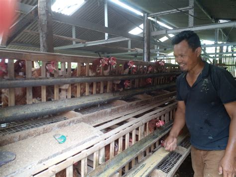 Harga Telur Ayam Anjlok Harga Pakan Ternak Naik Peternak Merugi