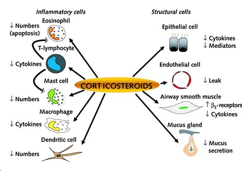 Eosinophilia – Definition, Causes, and Treatment.