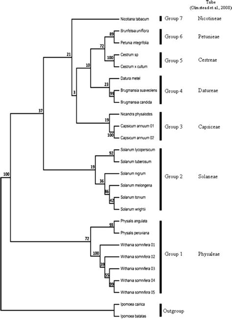 Phylogenetic tree of Indonesia Solanaceae based on the internal... | Download Scientific Diagram