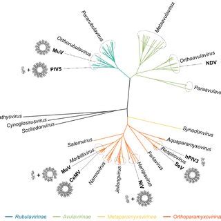 Structure and position of Ntail. (A) Structure of the nucleoprotein of... | Download Scientific ...