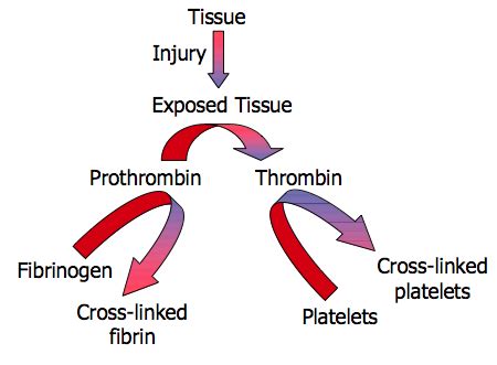 Pharm Chap Medications For Coagulation Flashcards Quizlet