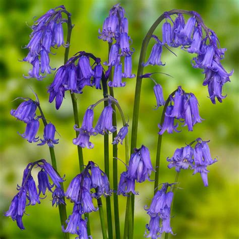 Bluebell Hyacinthoides Non Scripta Native English Seeds 100