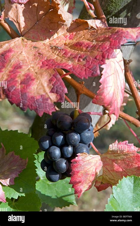 Pinot Noir Grape Hi Res Stock Photography And Images Alamy