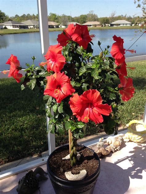 Hibiscus Flower Tree