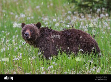 Grizzly Bear Female Ursus Arctos Horribilis Mother Bear Feeding In A