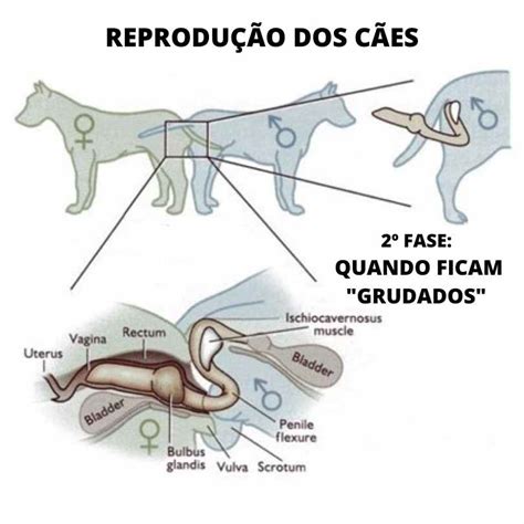 Reprodução de cães 2ª fase quando ficam Grudados