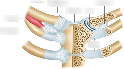 Sternoclavicular Joint Diagram Quizlet