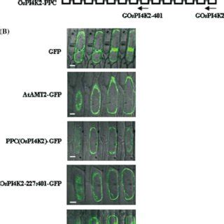 Transient Expression Of Ppc Ospi K Gfp Fusion Proteins In Onion