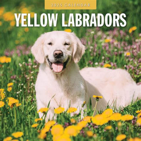 Labrador Retriever Blond Kalender Kopen Eenvoudig En Snel Online