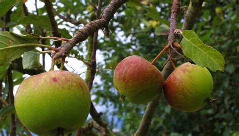 6 Wisata Petik Buah Apel Malang Yang Asik Di Mana Saja