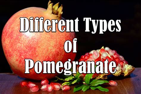 10 Different Types Of Pomegranate With Images