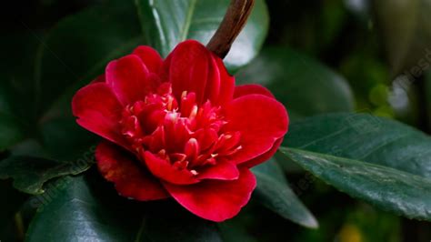 Fondo Flor Roja Flores Y Árboles Primavera Floreciente Hoja Verde Para