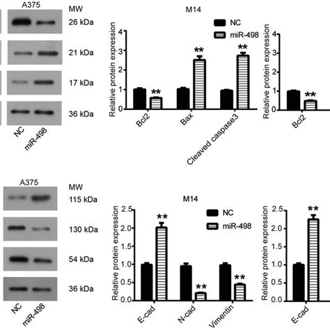 Mir Regulated Epithelialmesenchymal Transition Emt Of Malignant