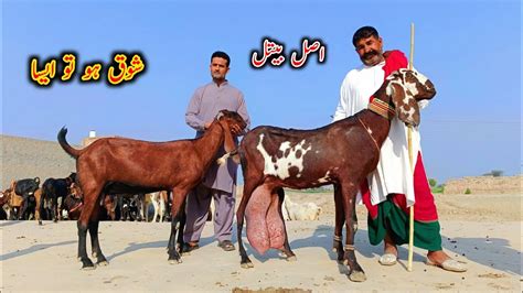 Nagra And Black Beetal Goats Of A New Farmer Beetal Goat Farming