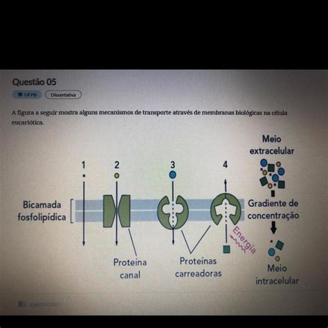 Considerando os mecanismos de transporte de substâncias através da