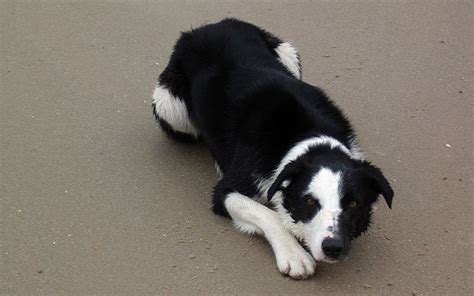 6 Home Remedies For Dog Tracheal Collapse Dog Discoveries
