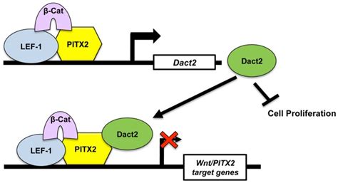 Dact2 Is A Direct Downstream Target Gene Of Pitx2 And Wnt Signaling