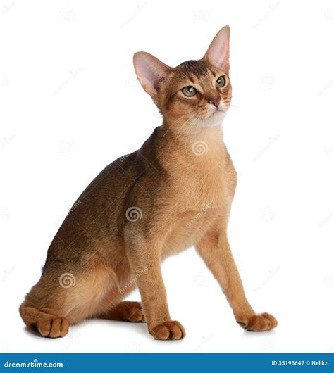 Gato Novo Abyssinian Isolado No Fundo Branco Imagem De Stock Imagem