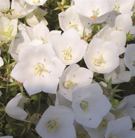 Campanula carpatica 'White Pearl' - Van Berkum Nursery