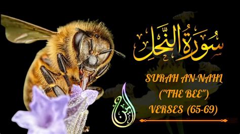 Surah An Nahl The Bee Verses 65 69 Beautiful Tilawat سورة النحل بصوت القارئ محمد