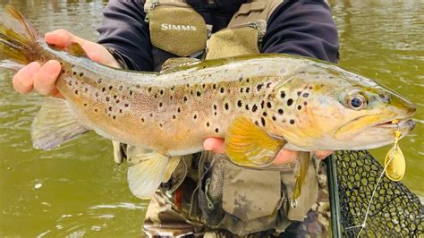 Mejor R O Para La Pesca De La Trucha En Asturias Hay Pesca