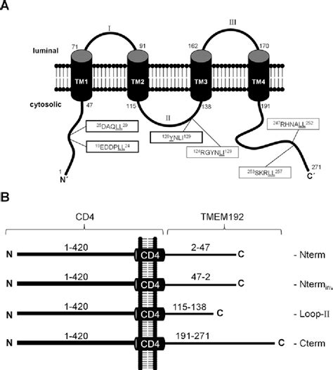 Figure From Two Dileucine Motifs Mediate Late Endosomal Lysosomal